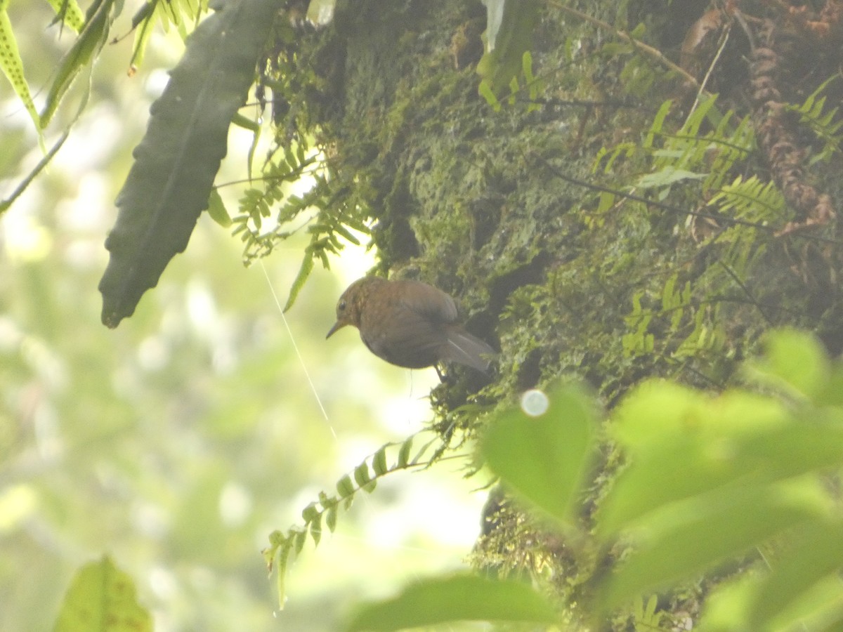 Spotted Barbtail - ML643527218