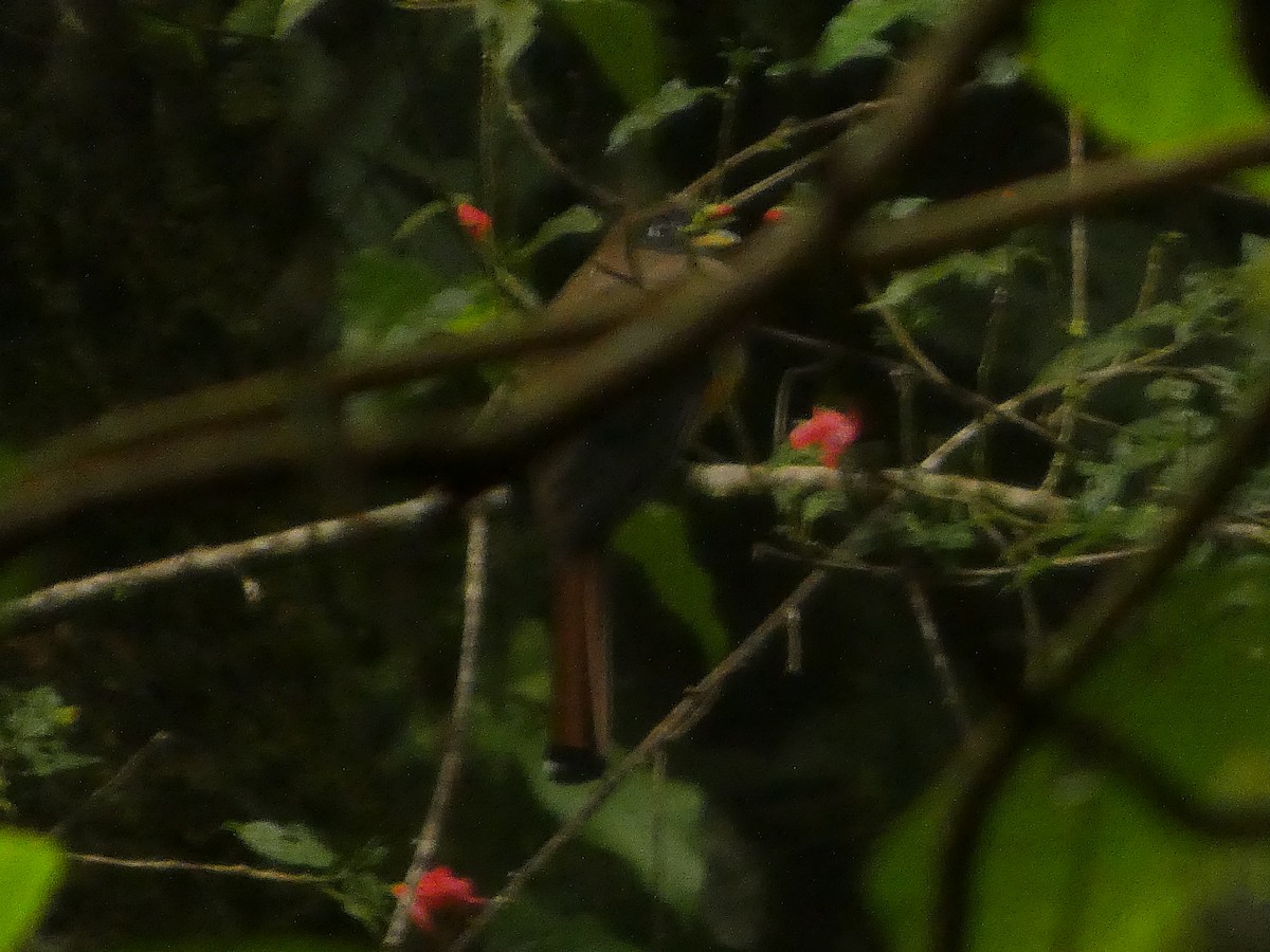 Collared Trogon - ML643527223