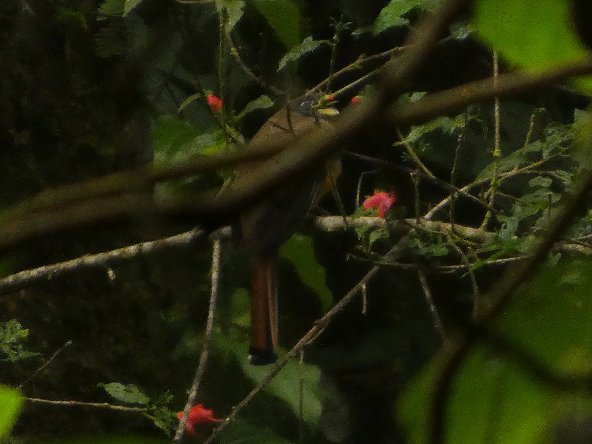 Collared Trogon - ML643527229