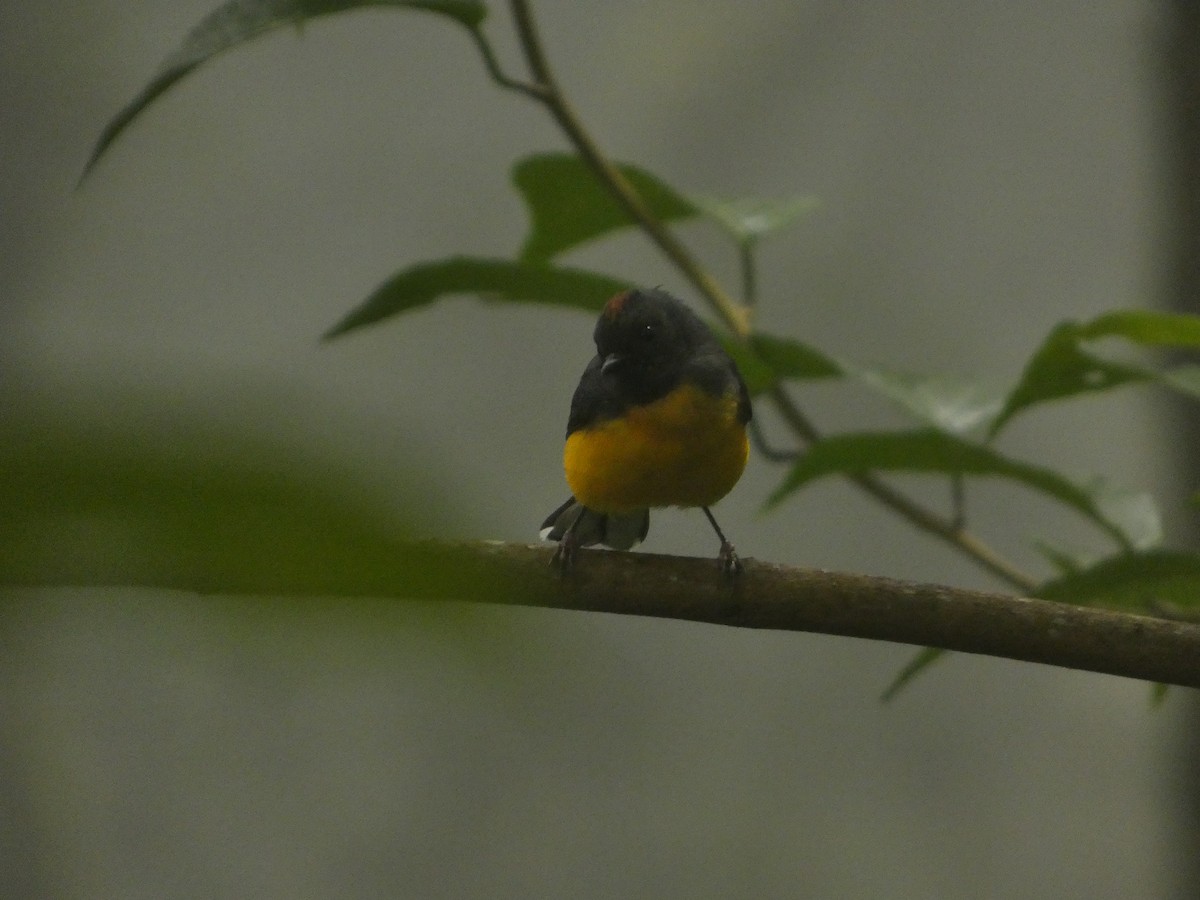 Slate-throated Redstart - ML643527241