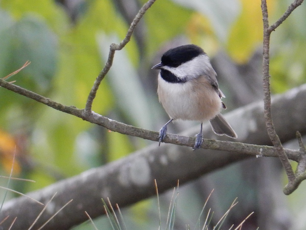 Carolina Chickadee - ML643527248