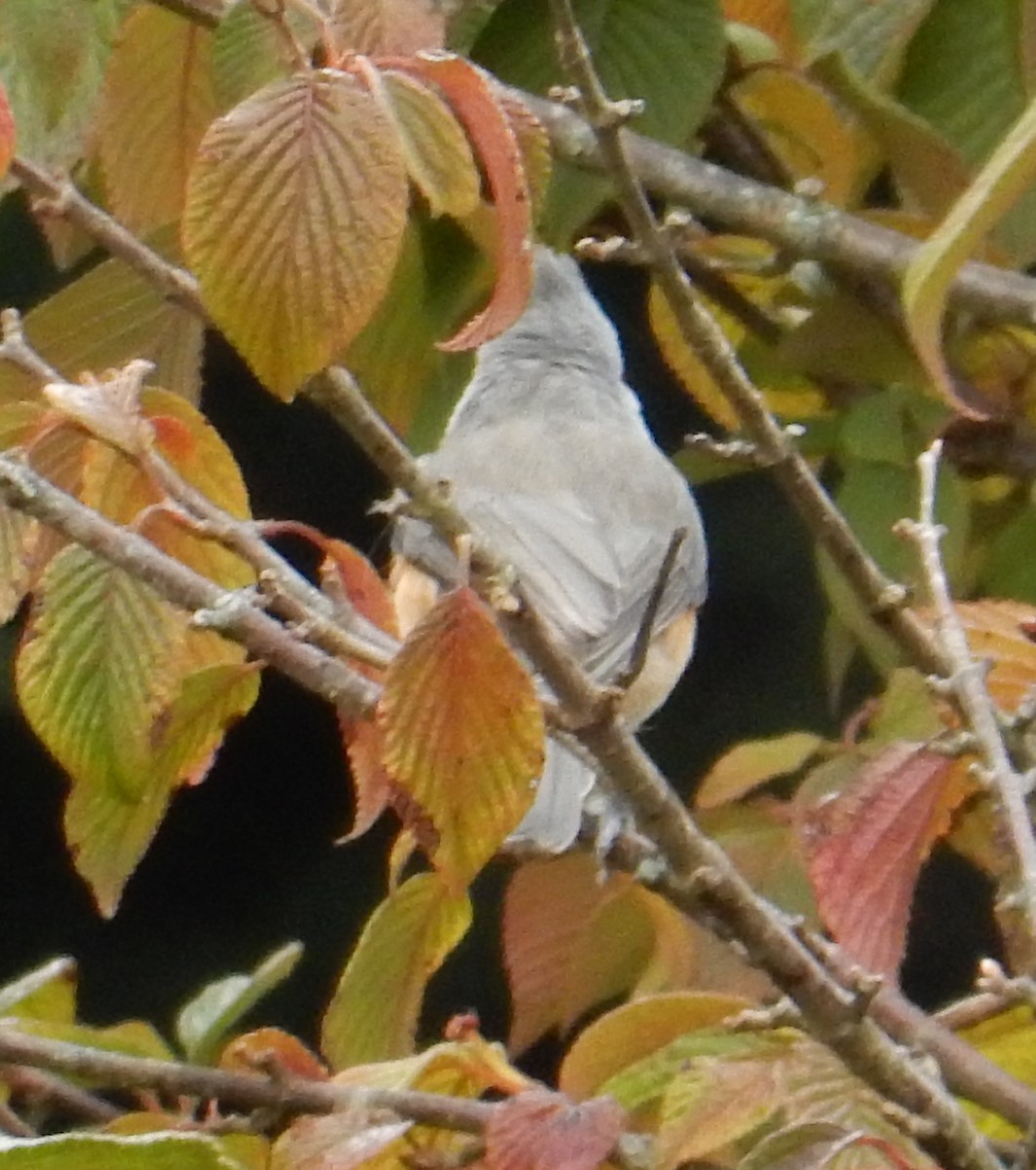 Mésange bicolore - ML643527250