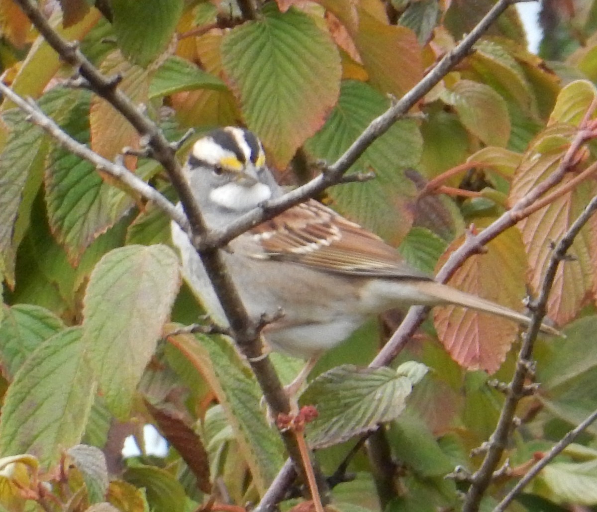 White-throated Sparrow - ML643527284