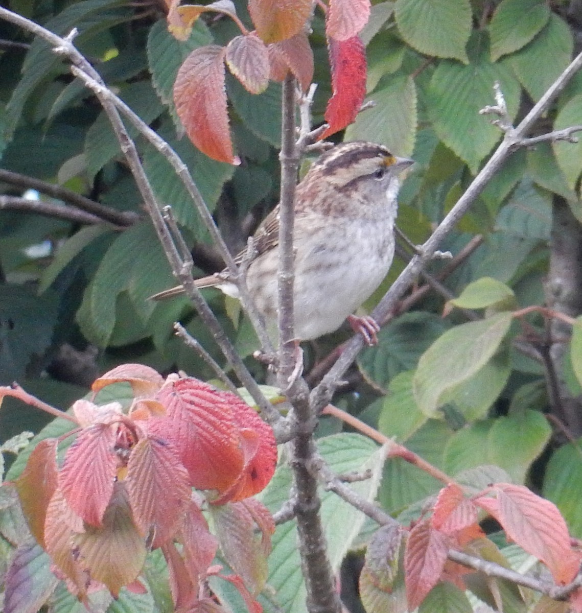 White-throated Sparrow - ML643527285