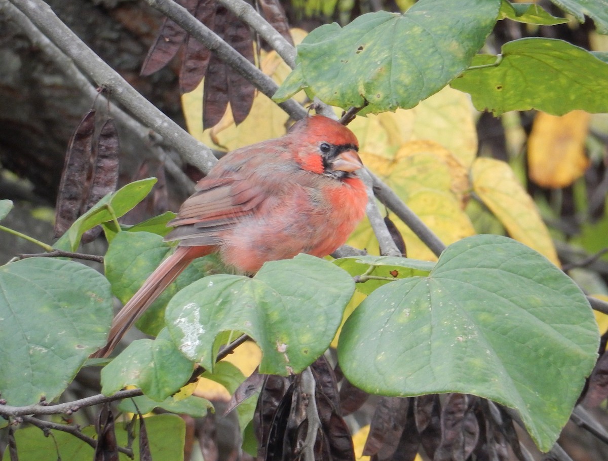 Northern Cardinal - ML643527290