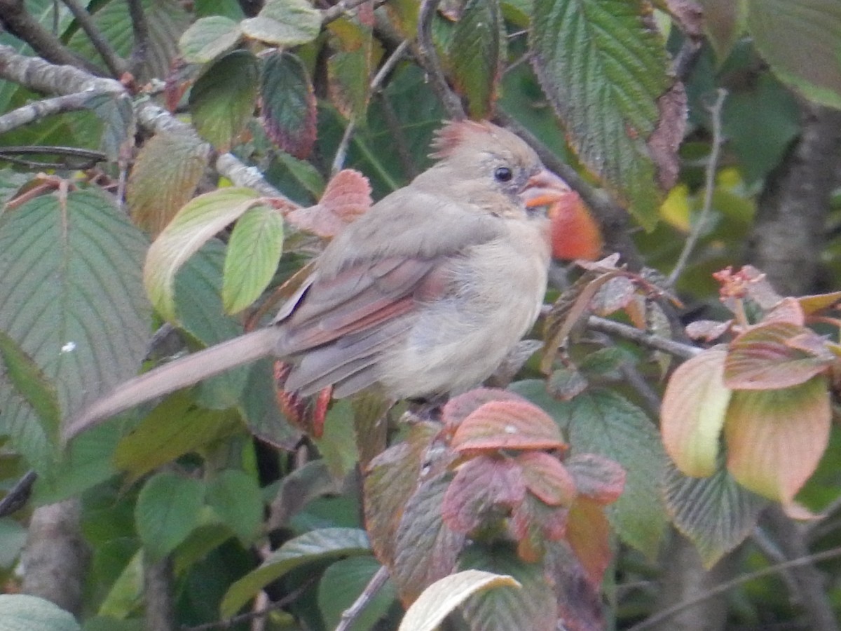 Northern Cardinal - ML643527292