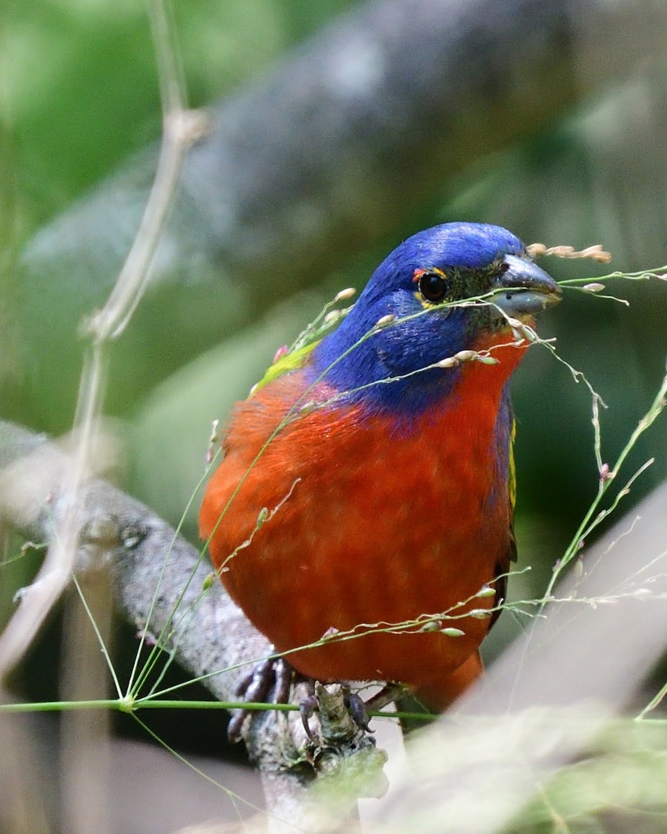 Расписной колорин - ML643527293