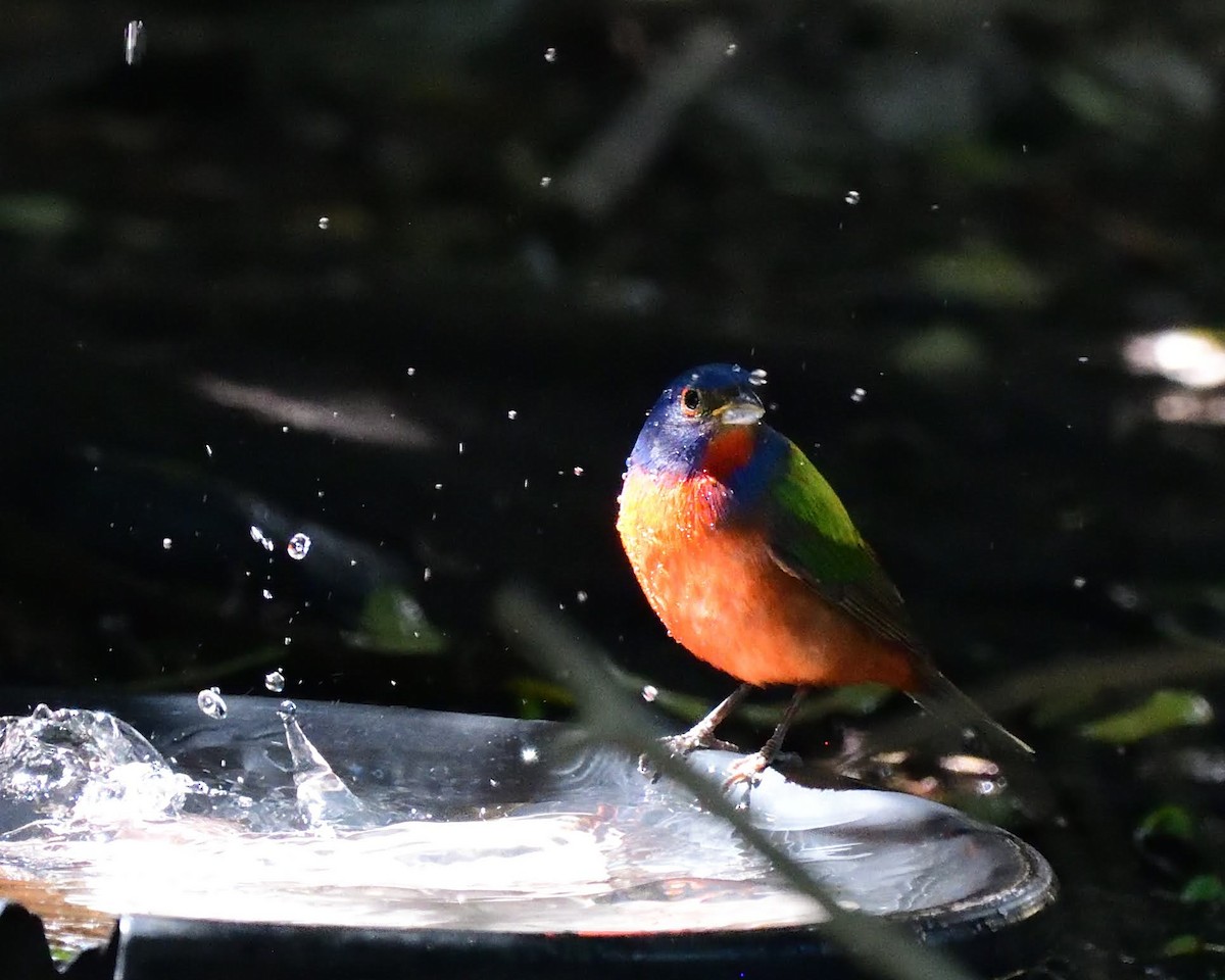 Расписной колорин - ML643527294