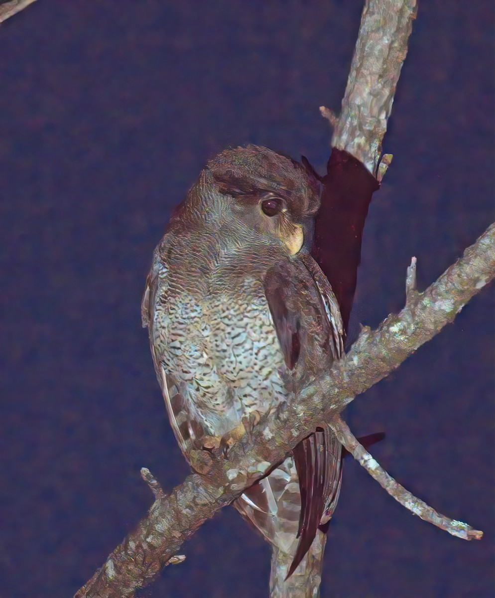 Barred Eagle-Owl - ML643527300