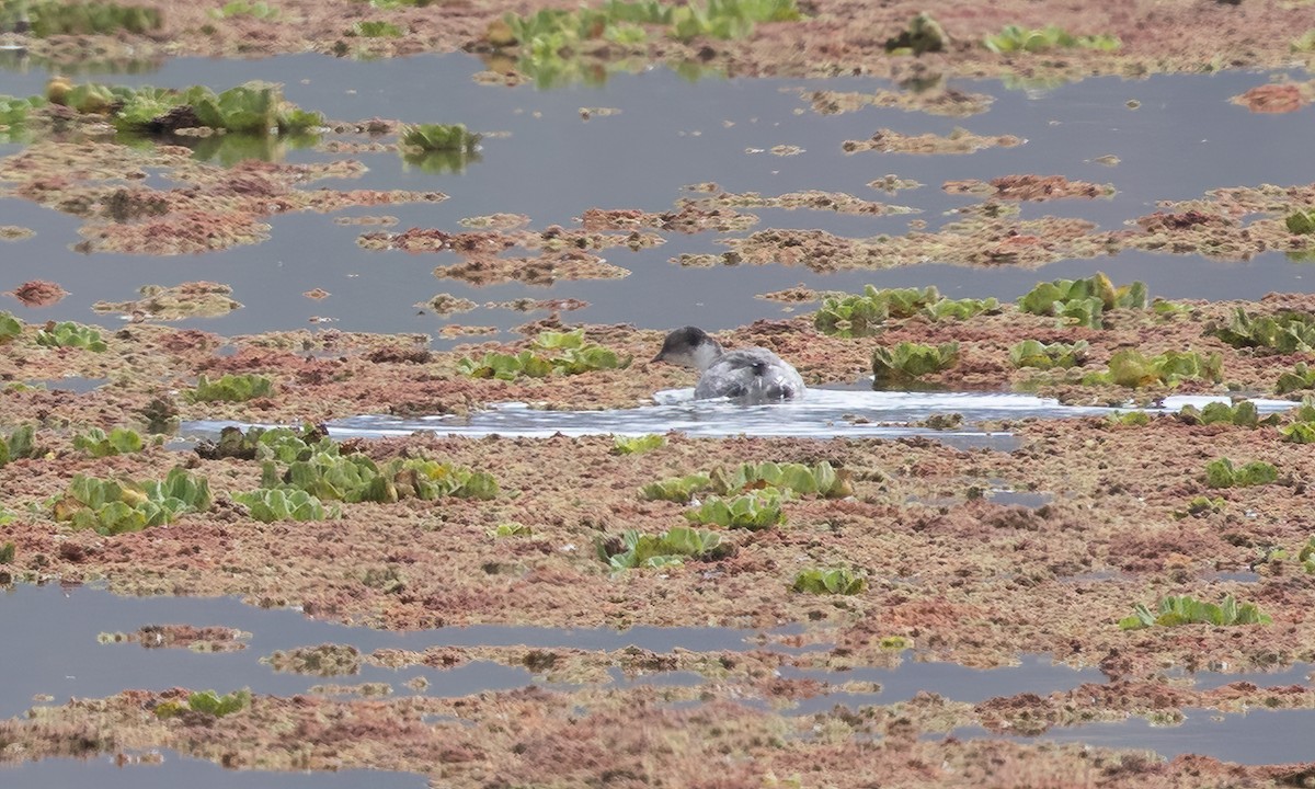 Silvery Grebe - ML643527305