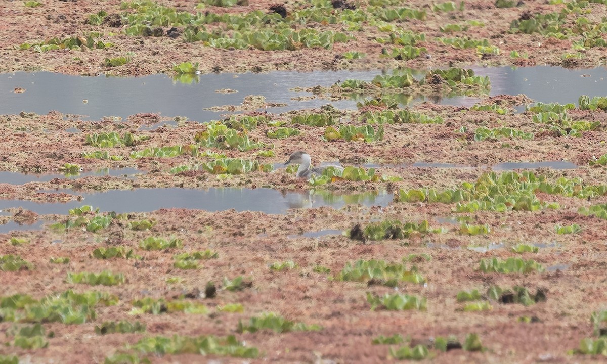 Silvery Grebe - ML643527306