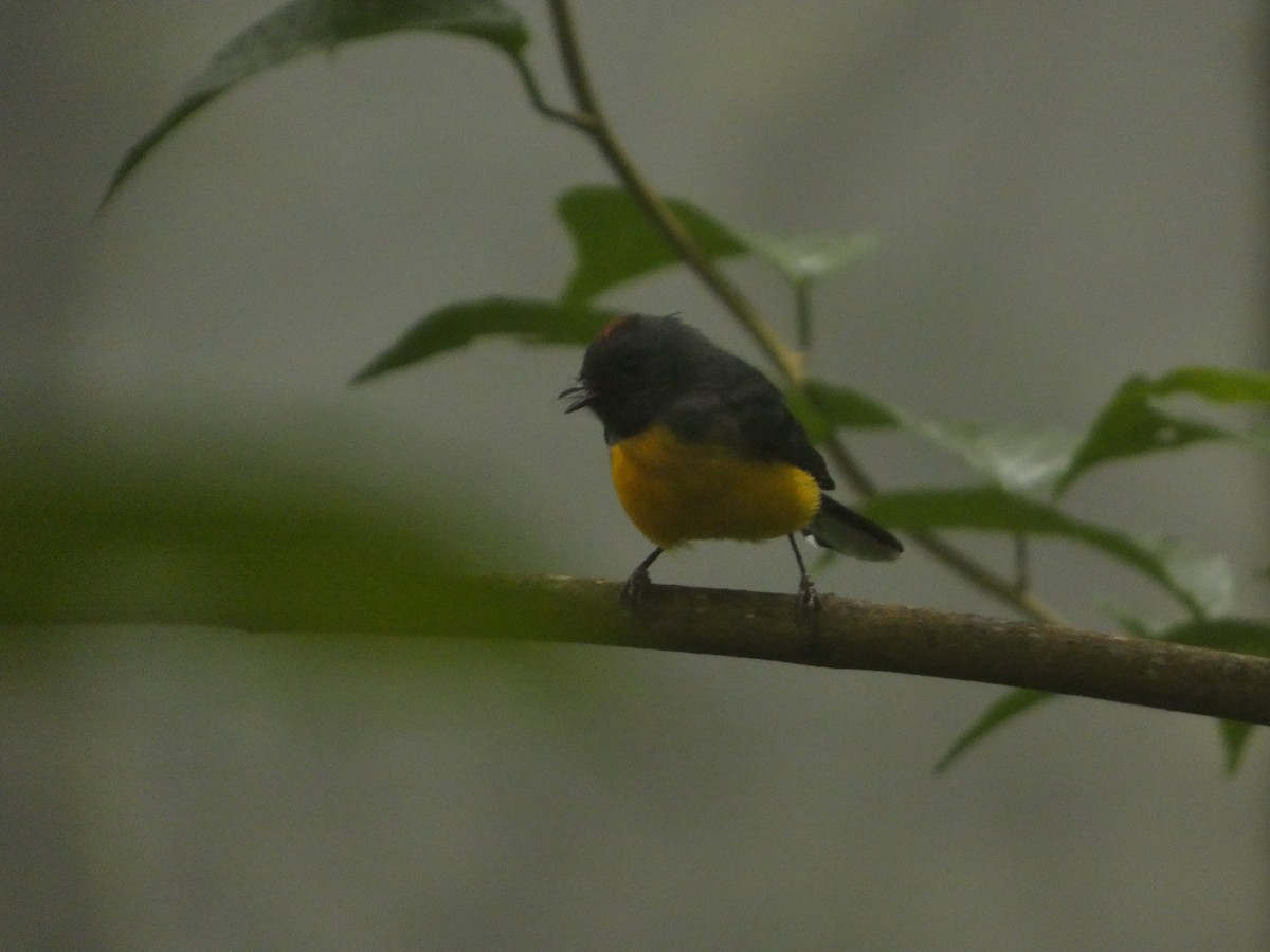 Slate-throated Redstart - ML643527310