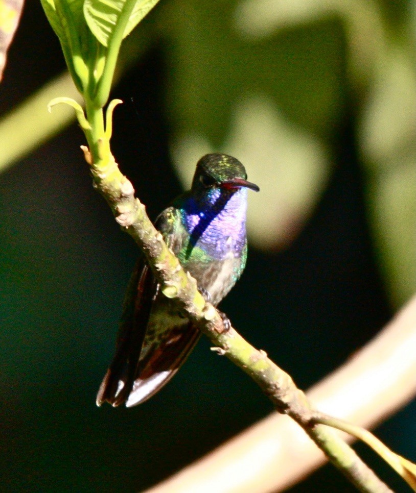 Sapphire-spangled Emerald - ML643527319