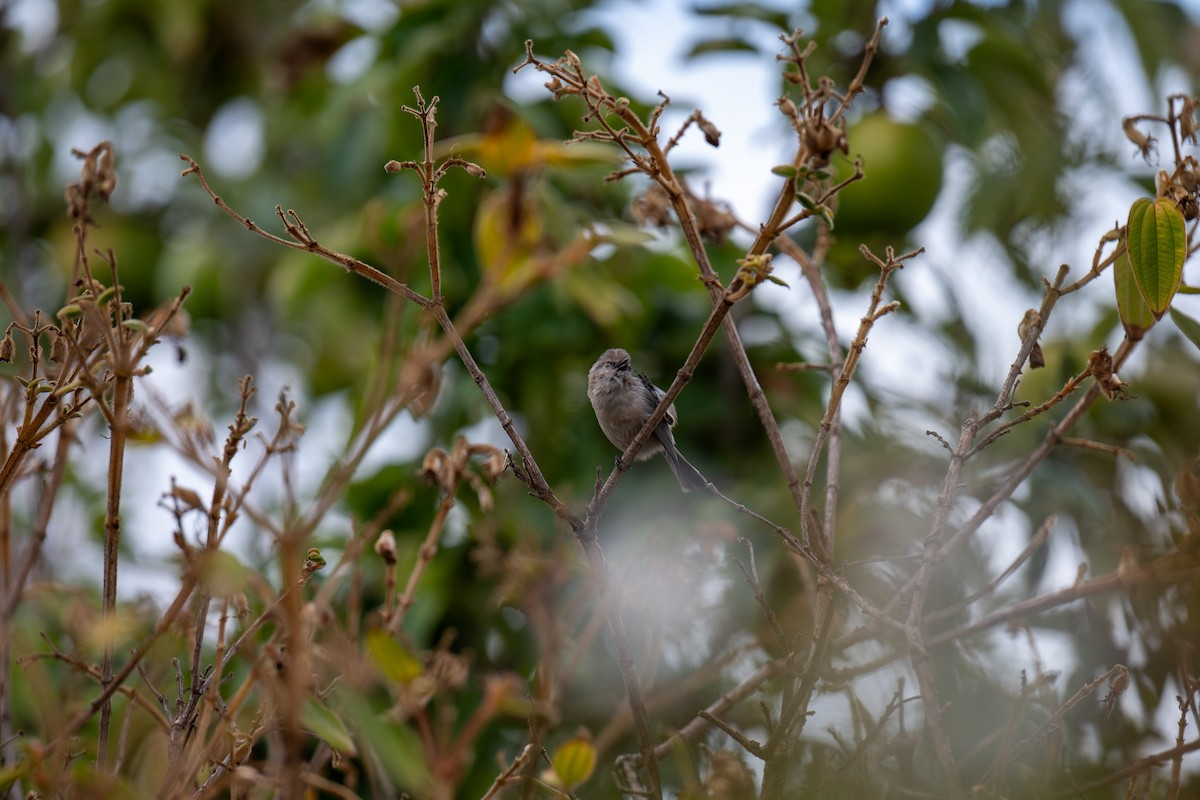 Bushtit - ML643527321