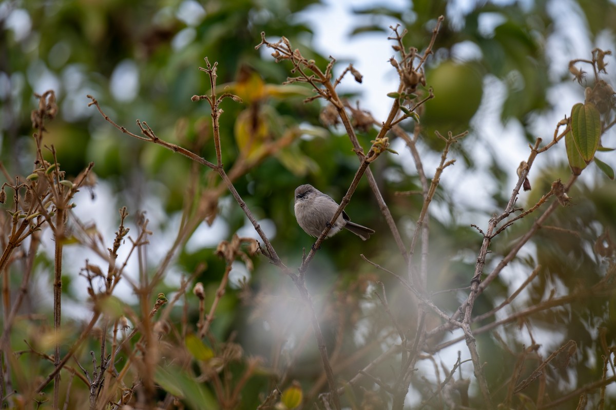 Bushtit - ML643527322