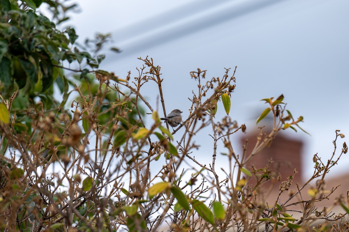 Bushtit - ML643527323