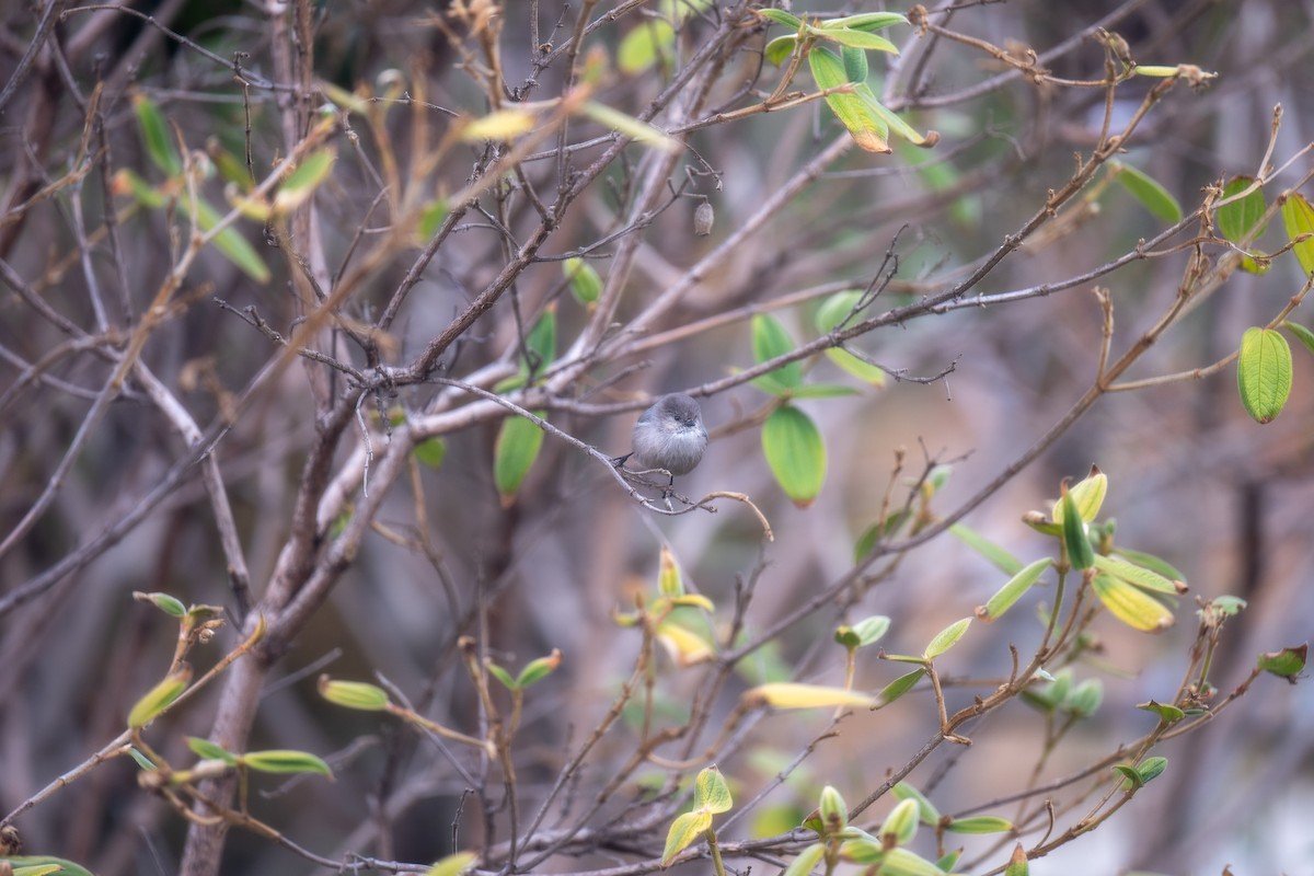 Bushtit - ML643527324