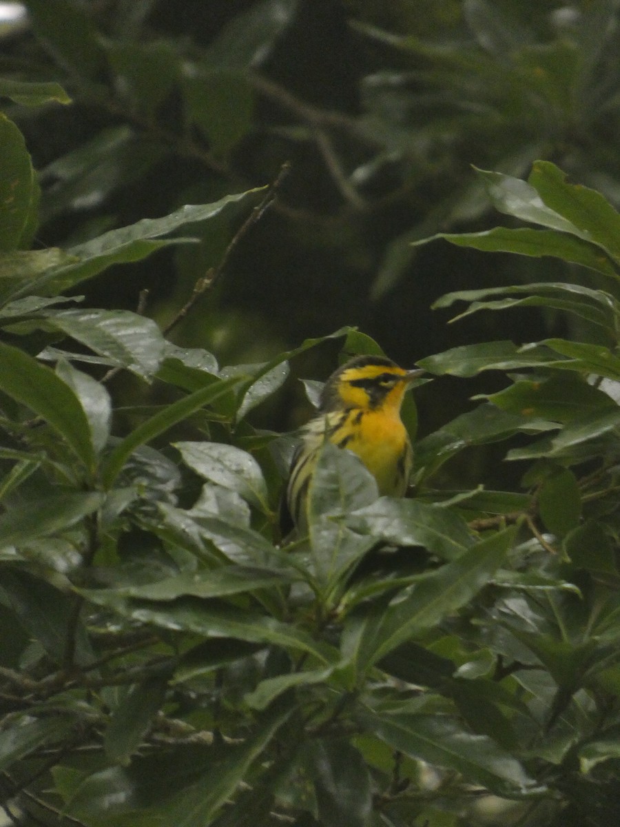 Blackburnian Warbler - ML643527326
