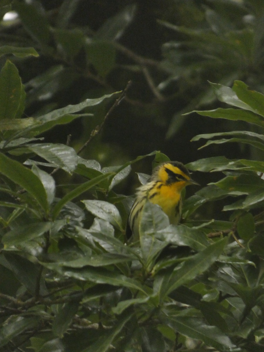 Blackburnian Warbler - ML643527327