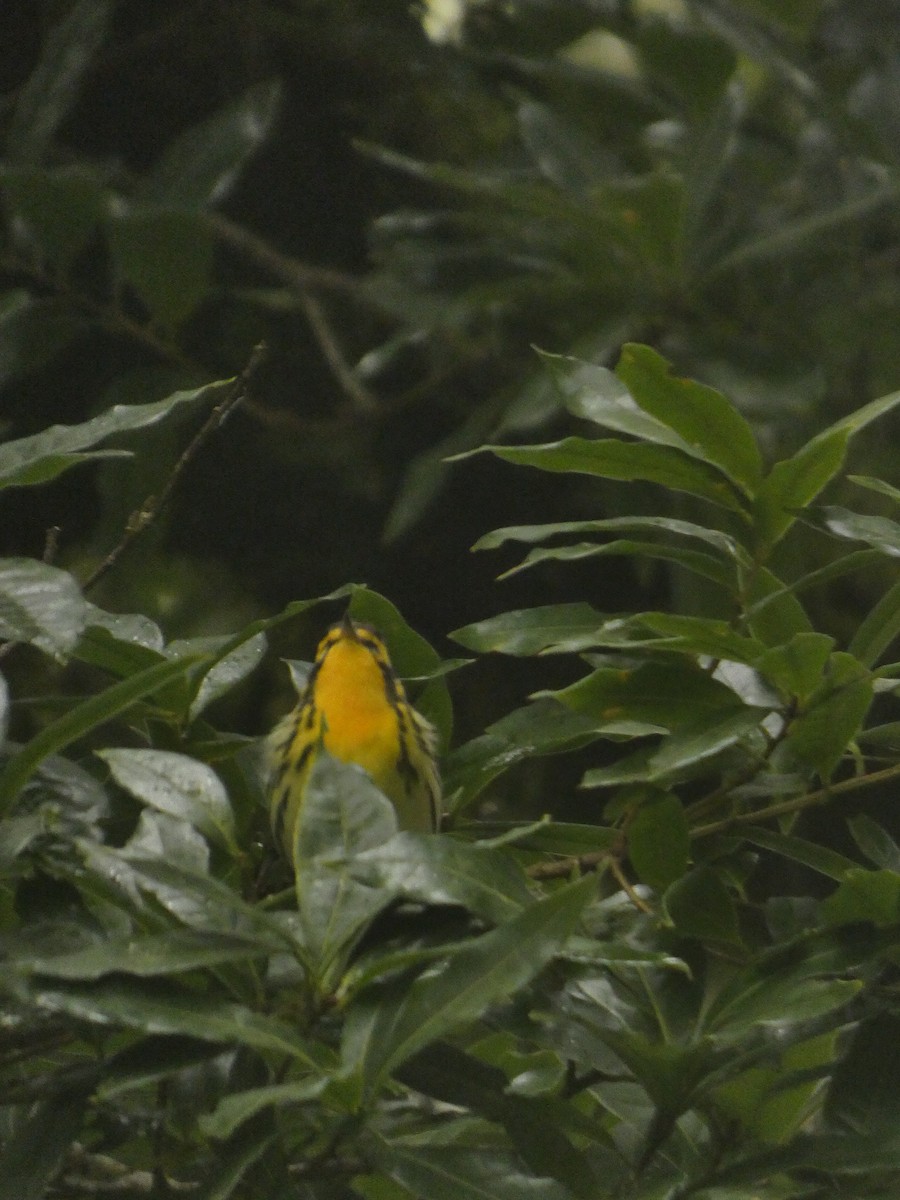 Blackburnian Warbler - ML643527328