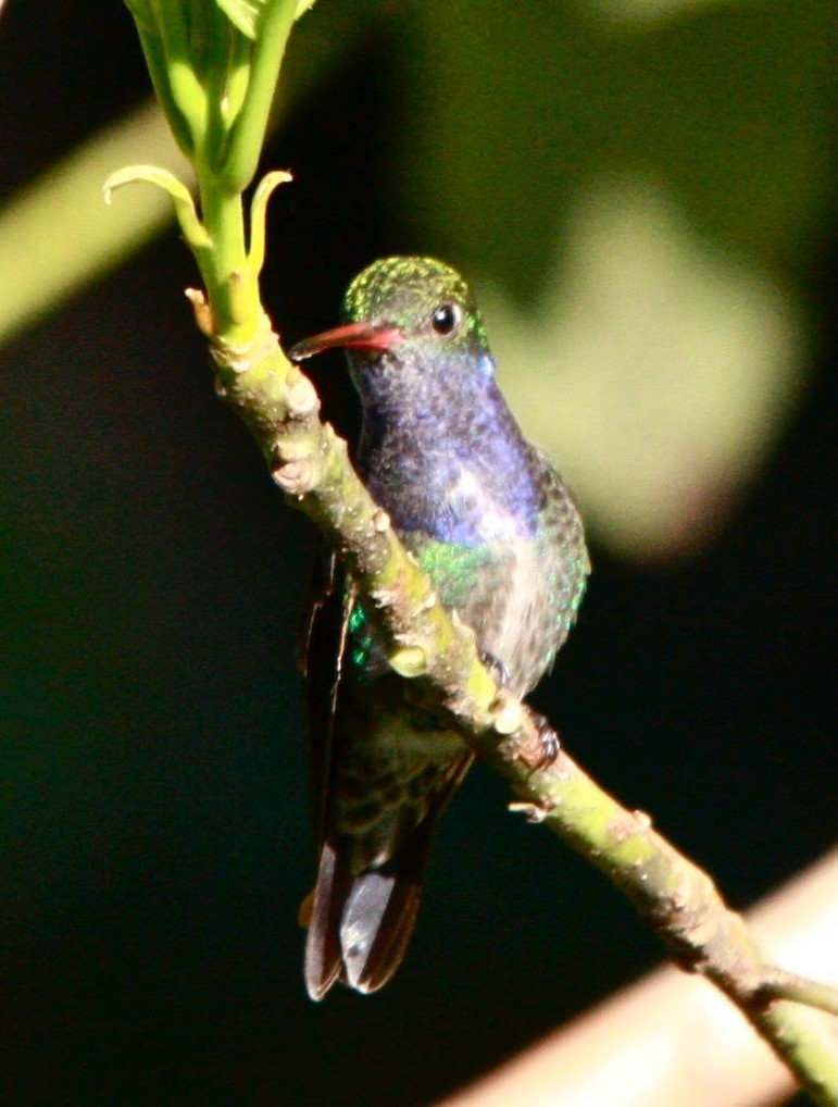 Sapphire-spangled Emerald - ML643527333