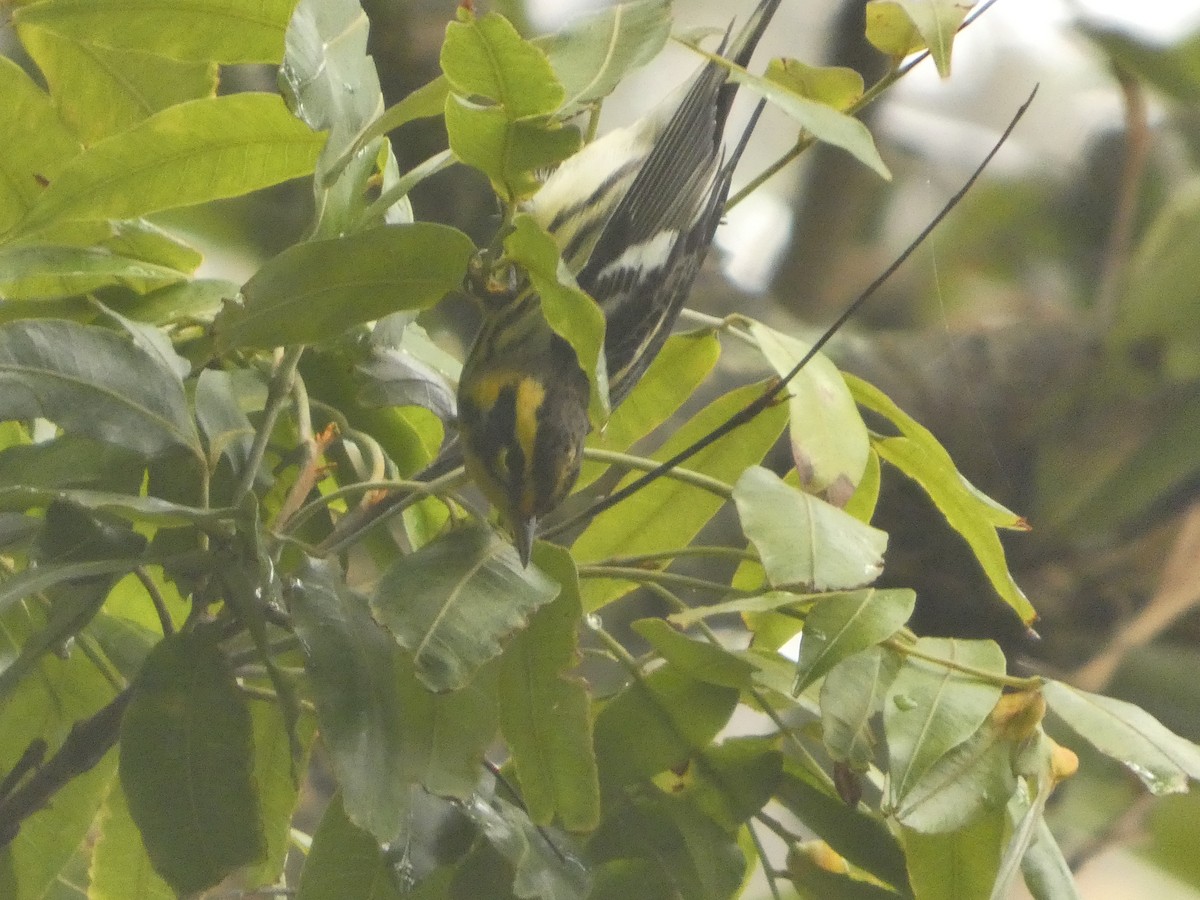 Blackburnian Warbler - ML643527335