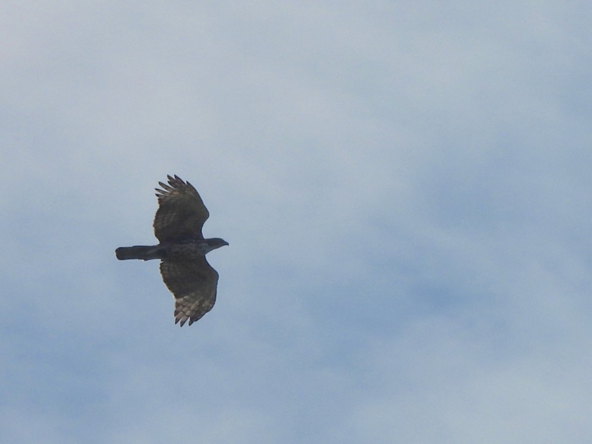 Changeable Hawk-Eagle - ML643527340