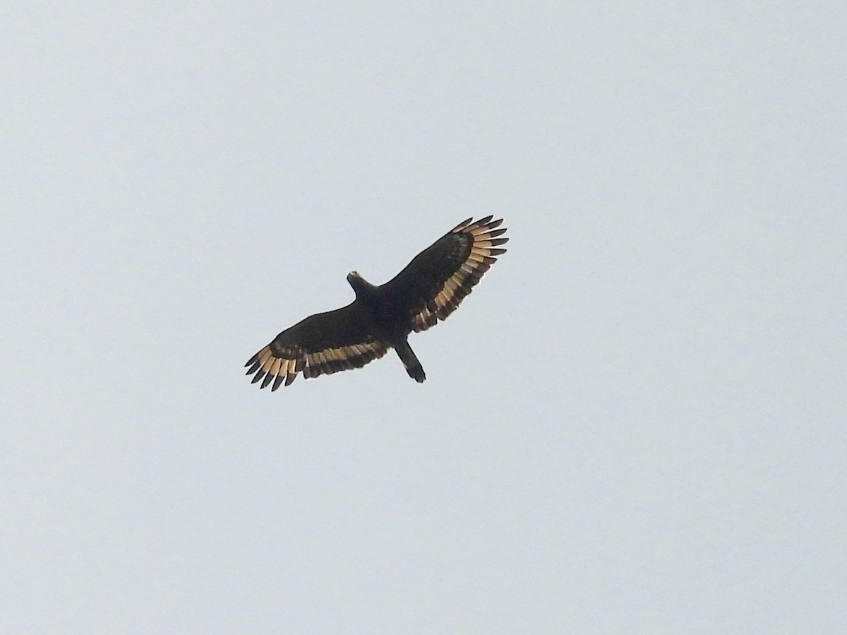 Crested Serpent-Eagle - ML643527345