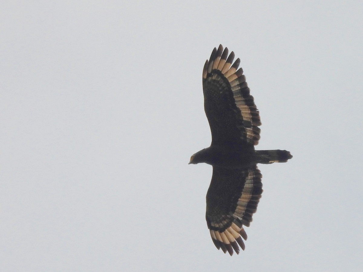 Crested Serpent-Eagle - ML643527346
