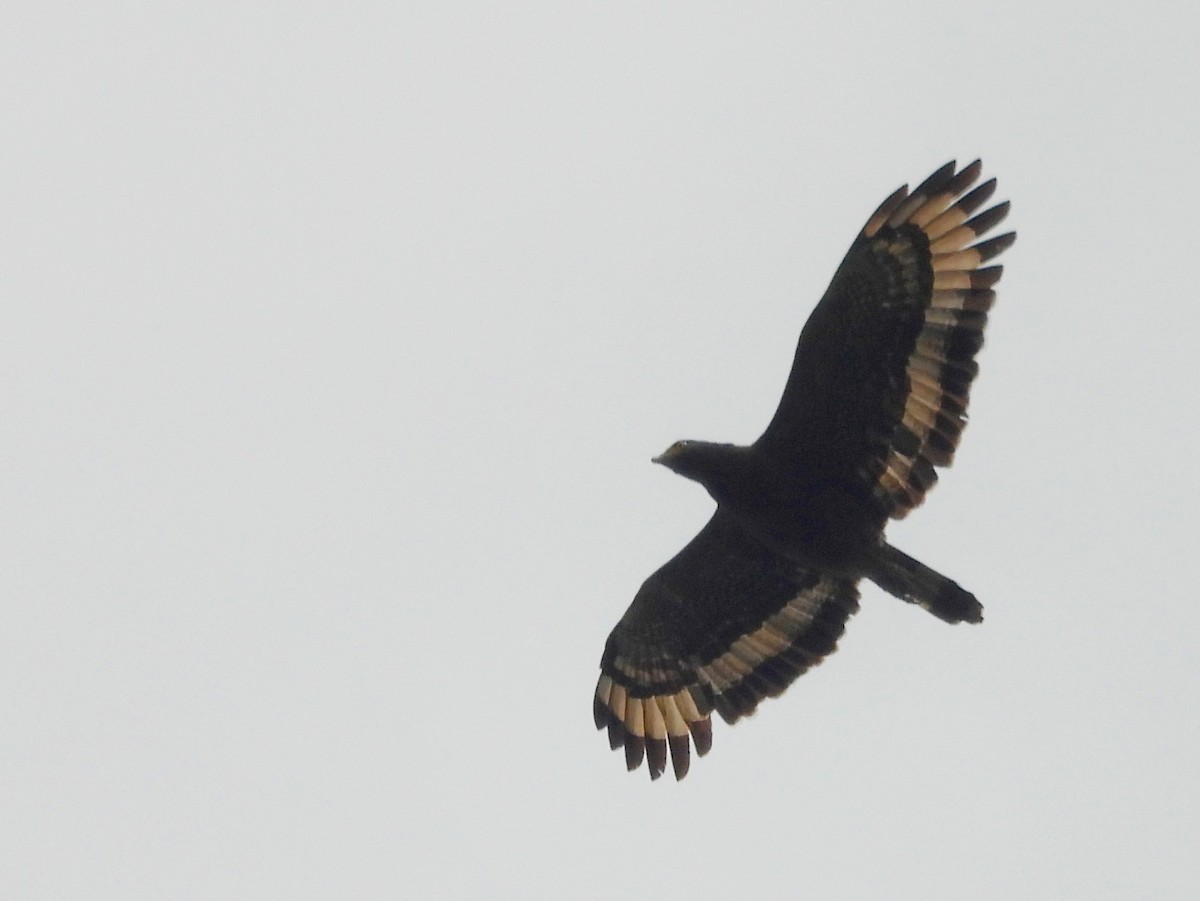 Crested Serpent-Eagle - ML643527347