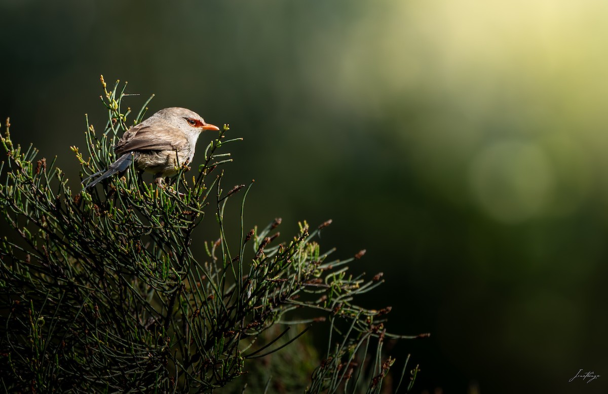 Purple-backed Fairywren - ML643527353
