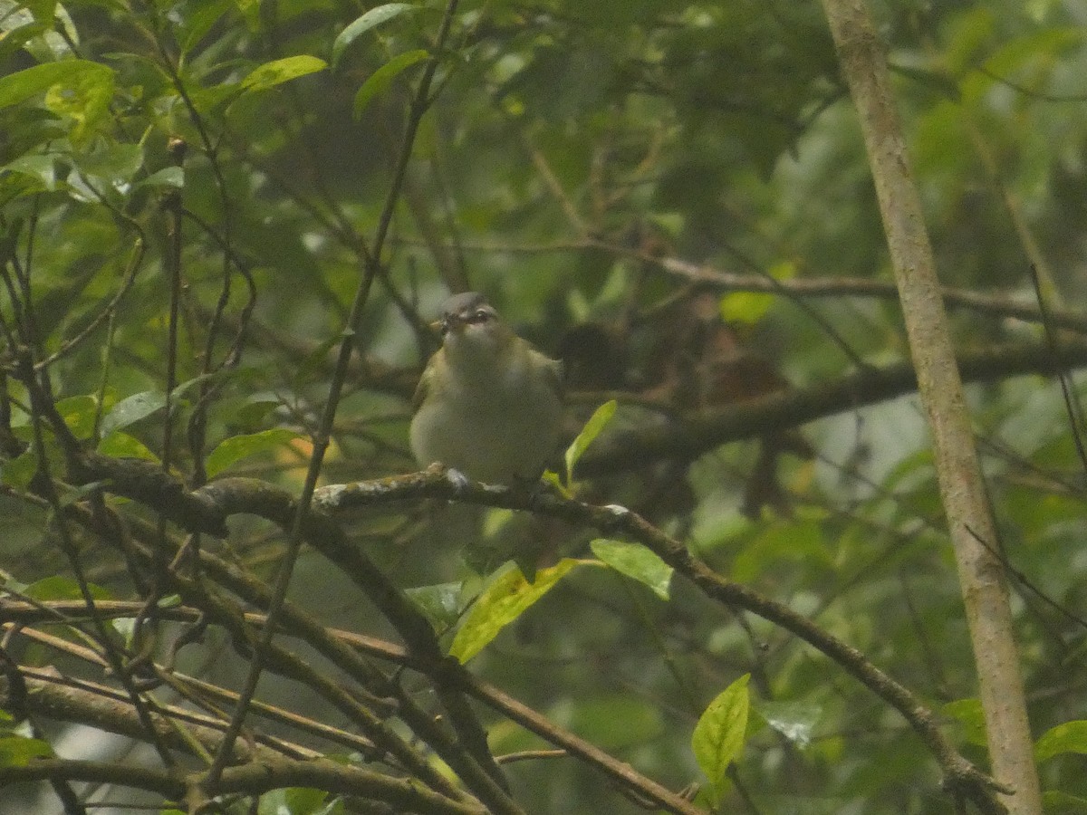 Red-eyed Vireo - ML643527356