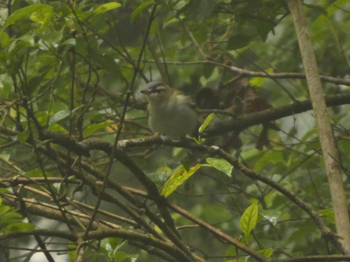 Red-eyed Vireo - ML643527357