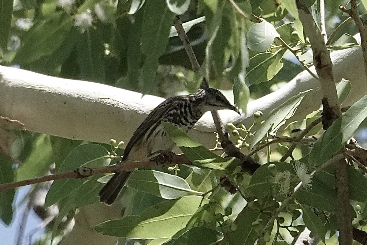 Bar-breasted Honeyeater - ML643527358