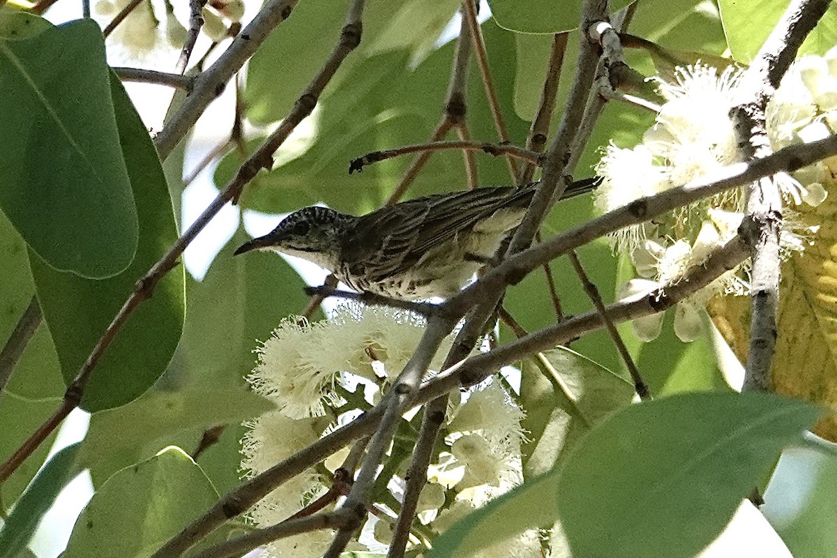 Bar-breasted Honeyeater - ML643527361