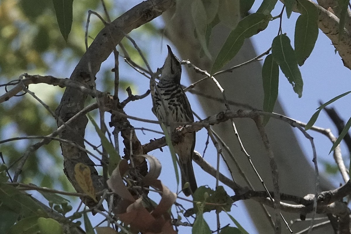 Bar-breasted Honeyeater - ML643527362