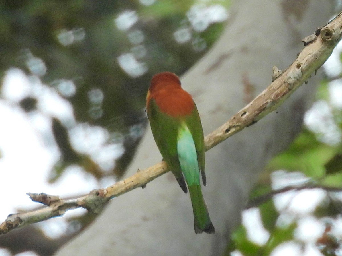 Chestnut-headed Bee-eater - ML643527364