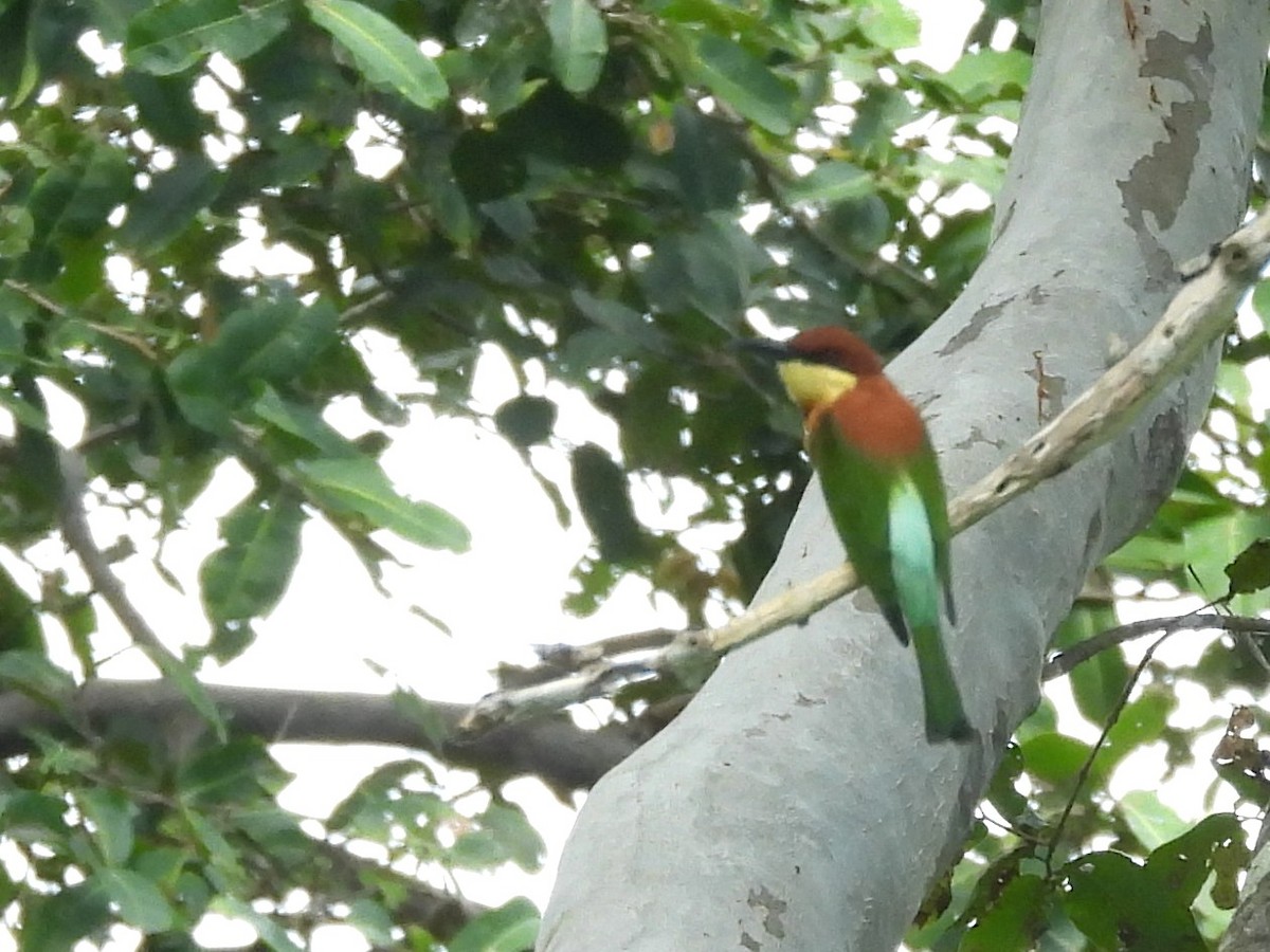 Chestnut-headed Bee-eater - ML643527365