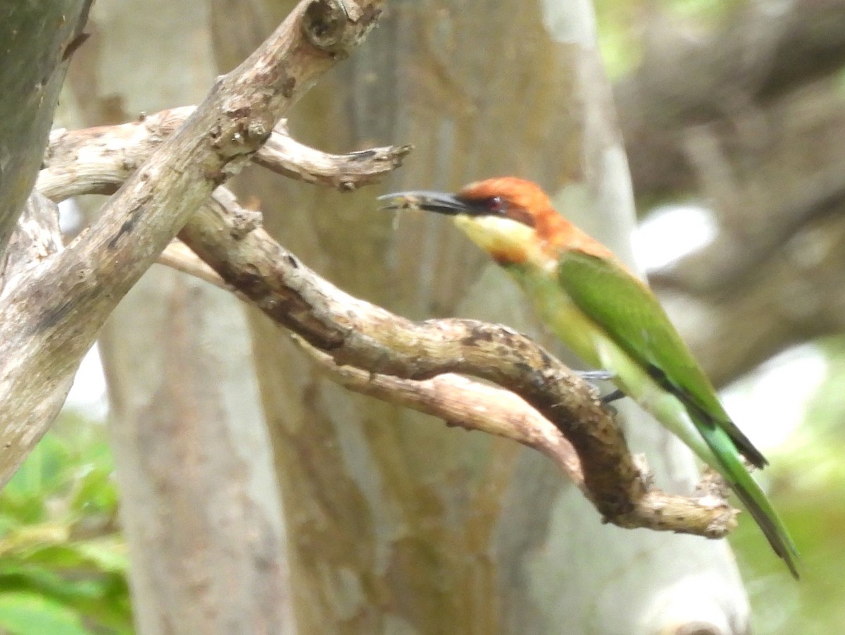 Chestnut-headed Bee-eater - ML643527366
