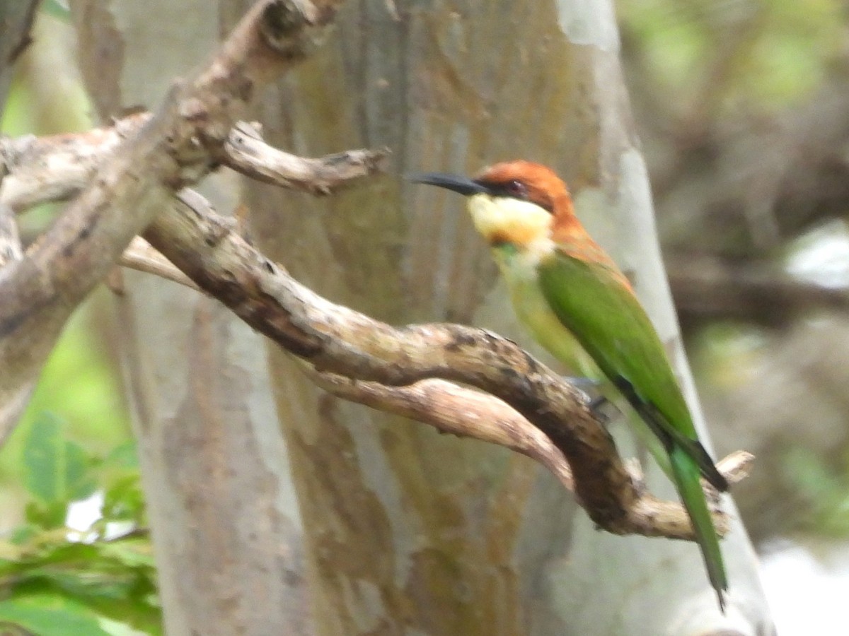 Chestnut-headed Bee-eater - ML643527367