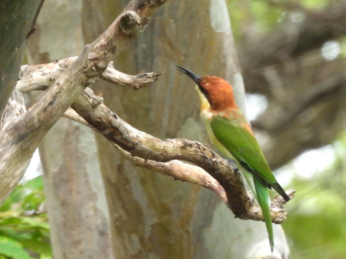 Chestnut-headed Bee-eater - ML643527368