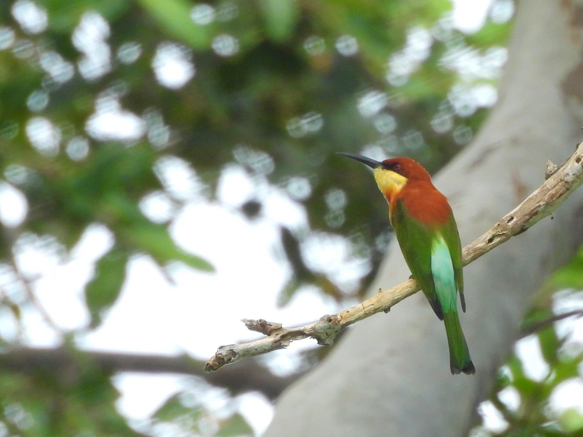 Chestnut-headed Bee-eater - ML643527369
