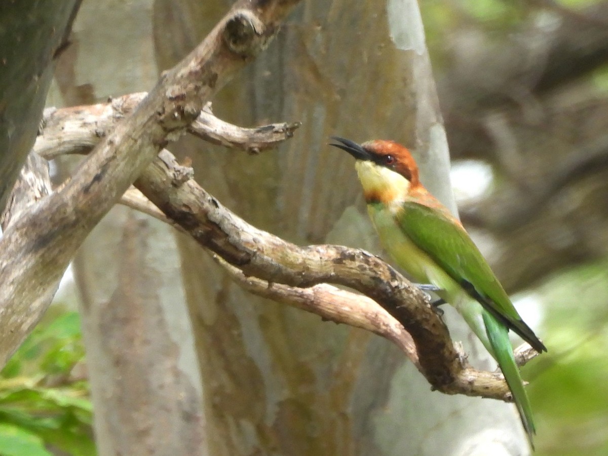 Chestnut-headed Bee-eater - ML643527370