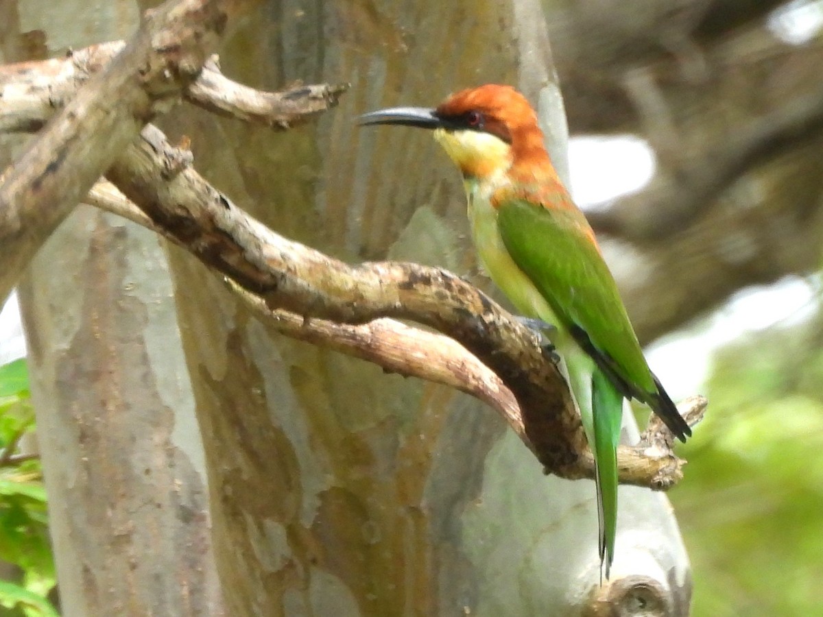 Chestnut-headed Bee-eater - ML643527371