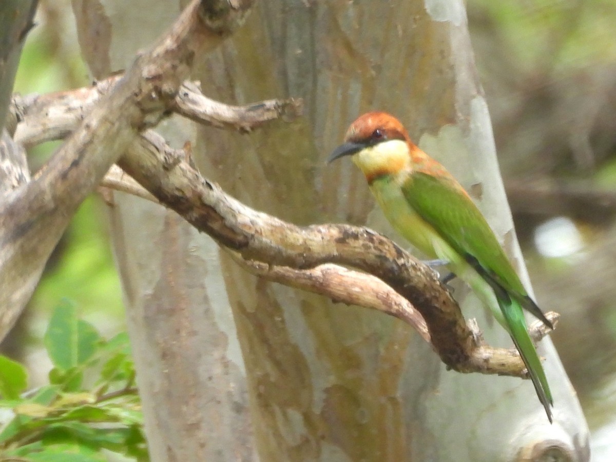 Chestnut-headed Bee-eater - ML643527372
