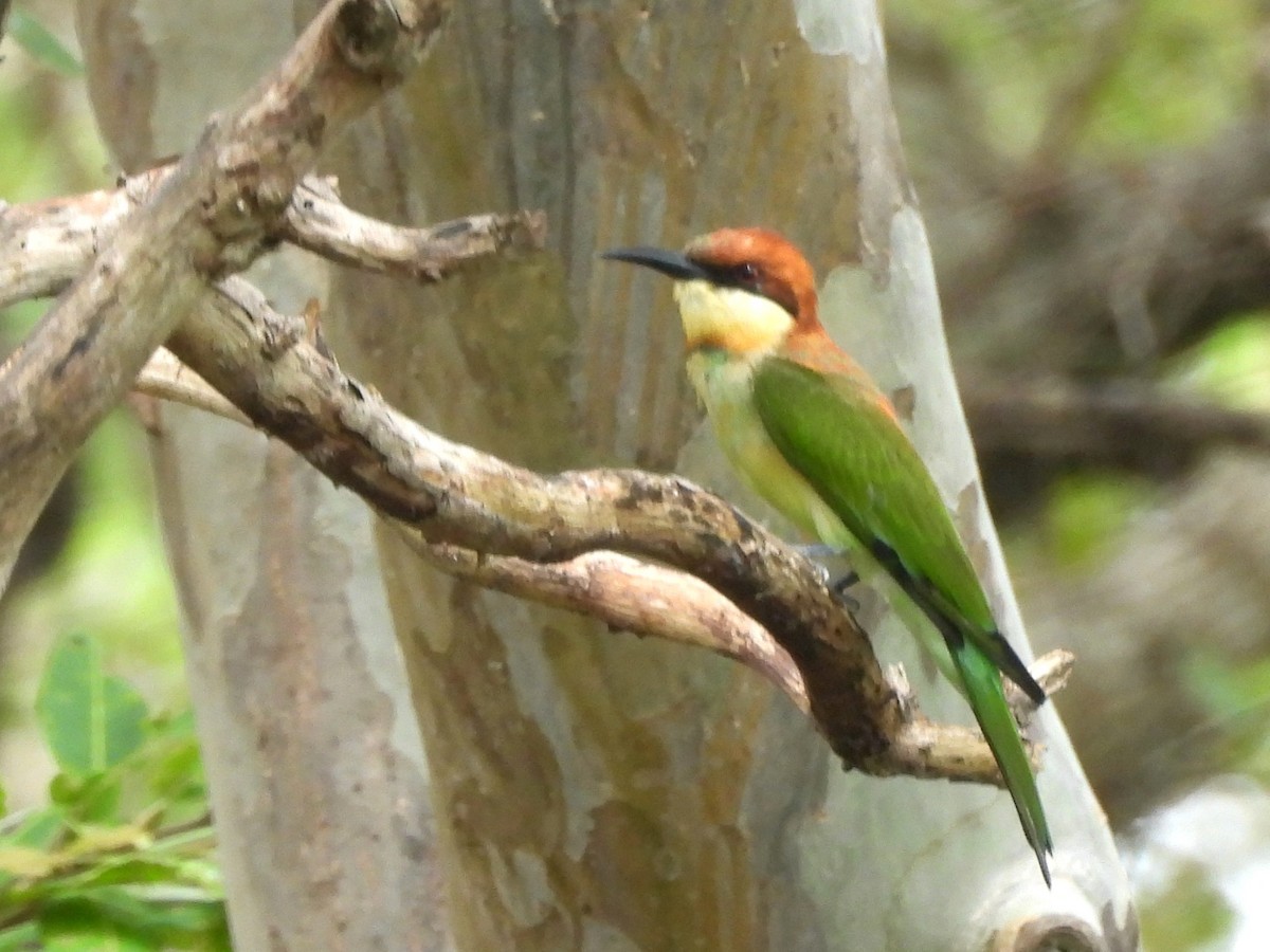 Chestnut-headed Bee-eater - ML643527373