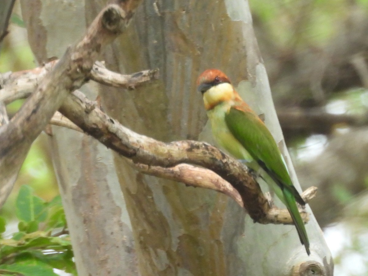 Chestnut-headed Bee-eater - ML643527374