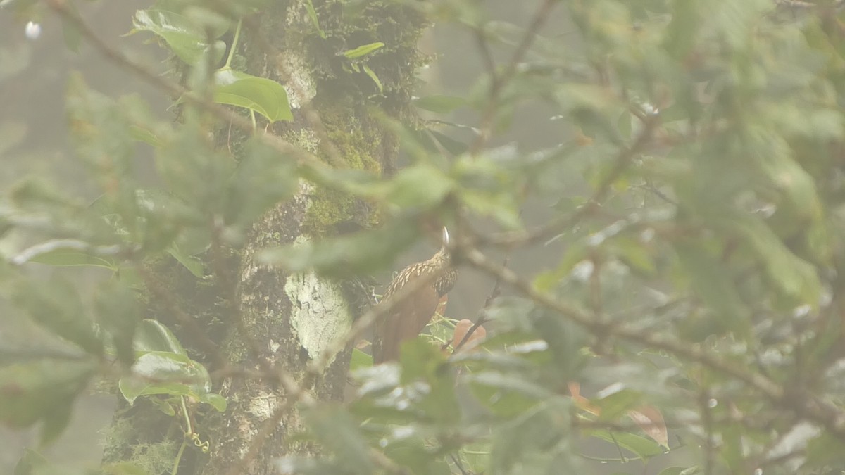 Spot-crowned Woodcreeper - ML643527376
