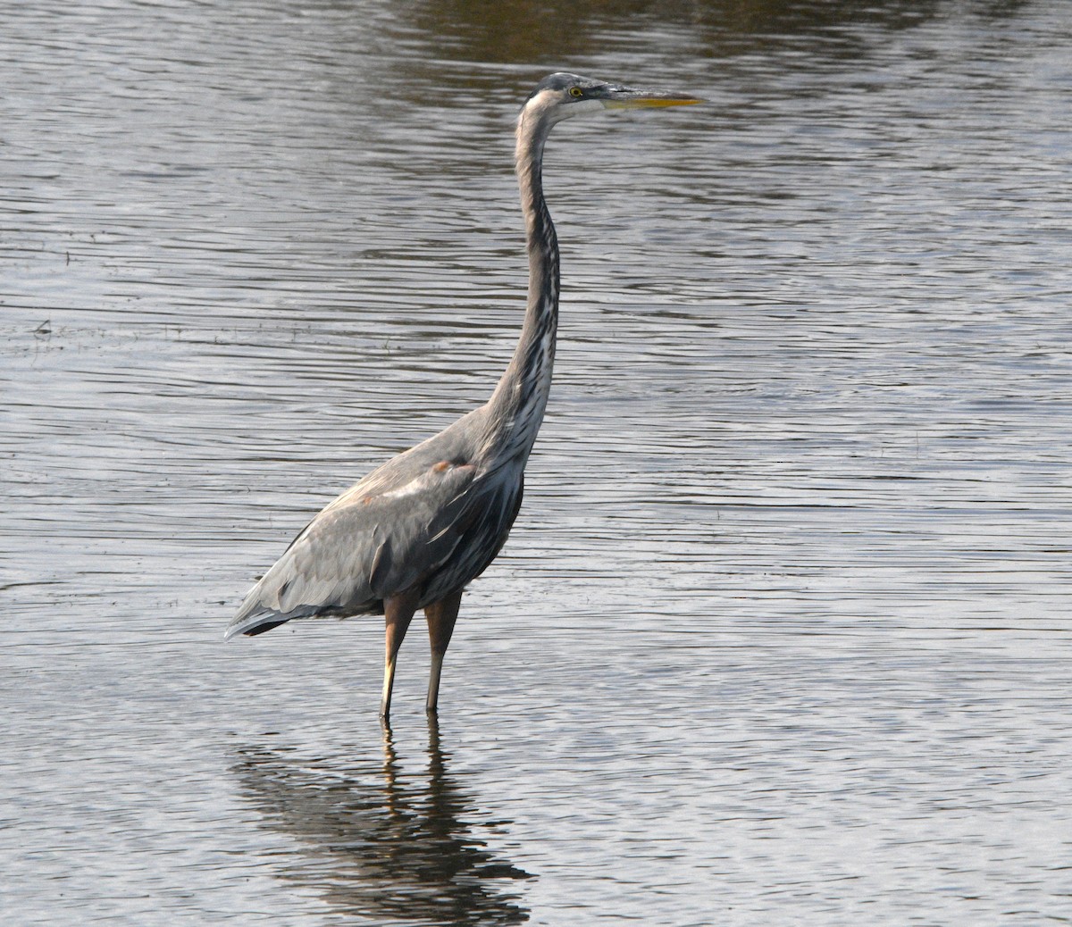 Great Blue Heron - ML643527377