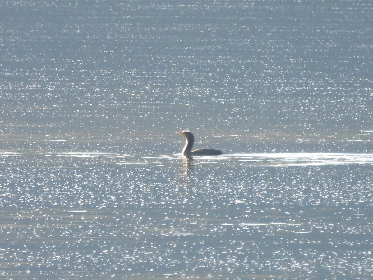 Double-crested Cormorant - ML643527385